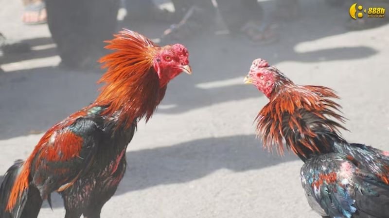 Sảnh đá gà cock fighting - thể thao truyền thống sôi động 5 sanh-da-ga-cock-fighting-1