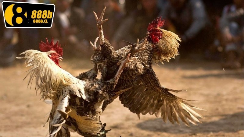 Cược Đá Gà Ăn Tiền Thật - Bí Quyết Để Trở Thành Một Cao Thủ 6 Luật chơi và quy tắc cơ bản cần nắm rõ trong cược đá gà ăn tiền thật