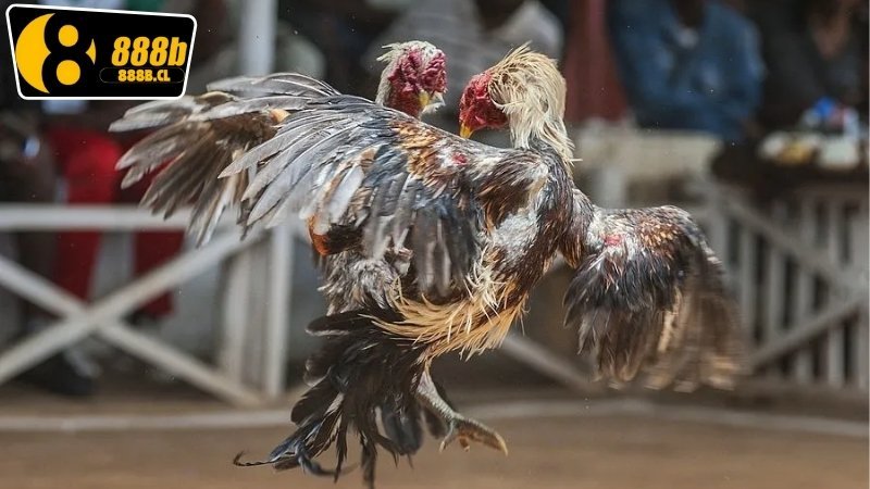 Đá Gà Thomo Hôm Nay - Những Điều Cần Biết Để Chiến Thắng 5 Các thông tin mới nhất về các trận đấu đá gà Thomo hôm nay