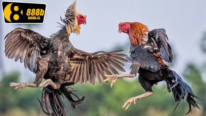 Đá Gà Thomo Hôm Nay - Những Điều Cần Biết Để Chiến Thắng 6 Phân tích kỹ thuật và chiến thuật chơi đá gà Thomo hôm nay hiệu quả