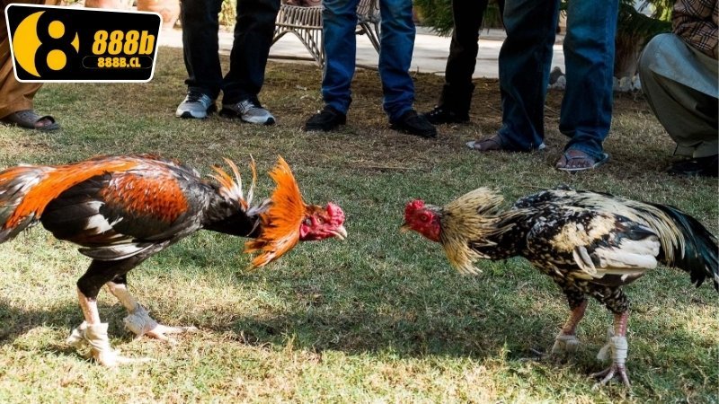 Xem Đá Gà Campuchia 888b - Trải Nghiệm Bí Mật Thắng Lớn 6 Các hình thức xem đá gà Campuchia 888b trực tuyến phổ biến nhất